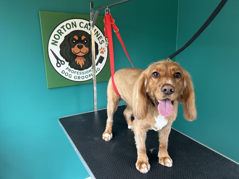 A light golden cocker spaniel standing on the grooming table after its groom
