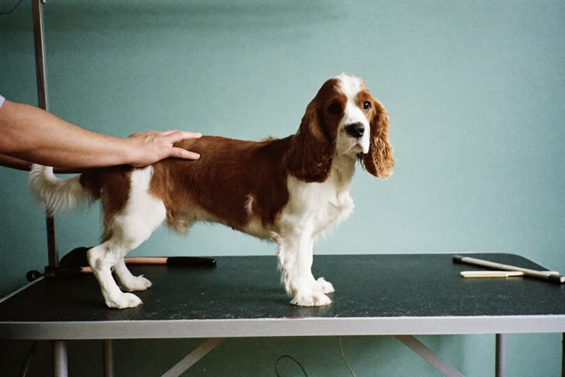 A dog being steadied on a grooming table by a pair of hands