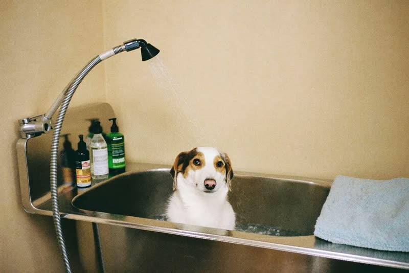 A clean grooming bath with folded towels in a small grooming room
