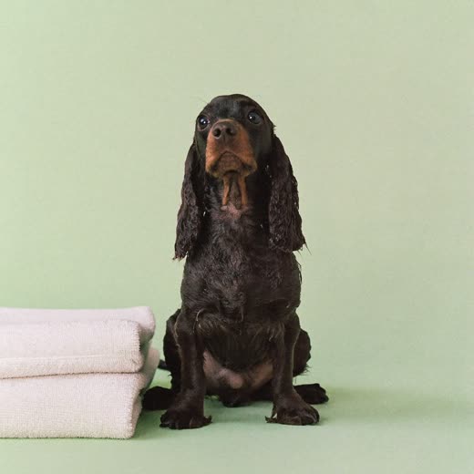 A freshly bathed spaniel sitting against a plain pale backdrop