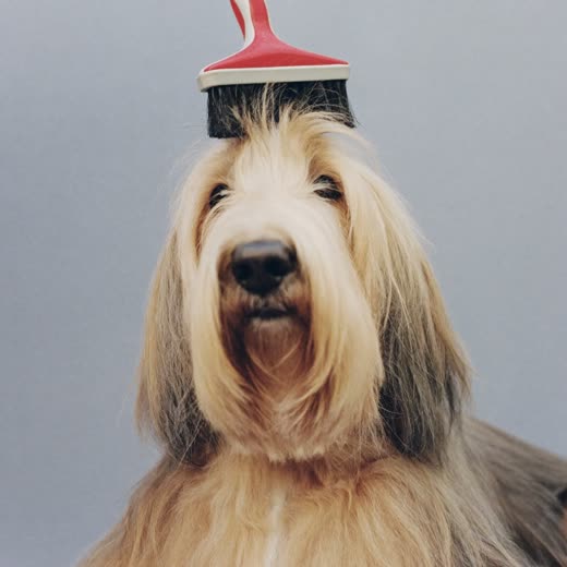 A terrier being brushed out against a plain pale backdrop