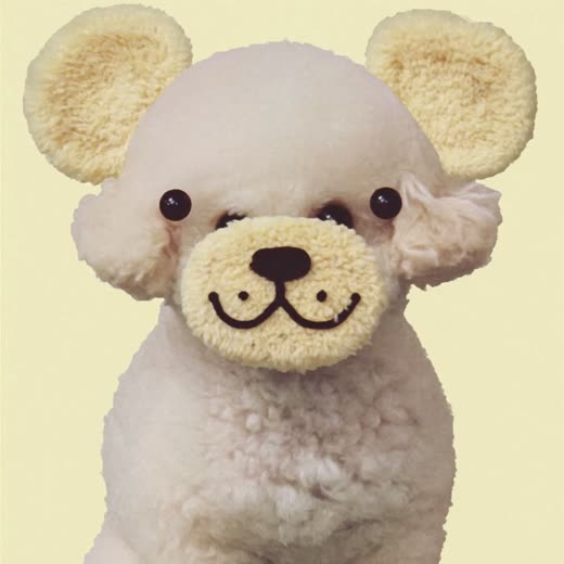 A small white dog with a freshly scissored face trim against a plain pale backdrop